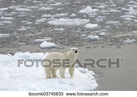 "Polar Bear (Ursus maritimus) standing on pack ice, Spitsbergen Island, Svalbard Archipelago, Svalbard and Jan Mayen, Norway, Europe" View Large Photo Image Stock Image - "Polar Bear (Ursus maritimus) standing on pack ice, Spitsbergen Island, Svalbard Archipelago, Svalbard and Jan Mayen, Norway, Europe". Fotosearch