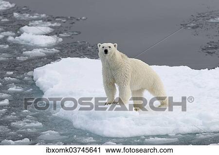 "Polar Bear (Ursus maritimus) standing on pack ice, Spitsbergen Island, Svalbard Archipelago, Svalbard and Jan Mayen, Norway, Europe" View Large Photo Image Stock Image - "Polar Bear (Ursus maritimus) standing on pack ice, Spitsbergen Island, Svalbard Archipelago, Svalbard and Jan Mayen, Norway, Europe". Fotosearch