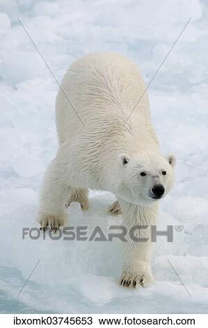 "Polar Bear (Ursus maritimus) standing on pack ice, Spitsbergen Island, Svalbard Archipelago, Svalbard and Jan Mayen, Norway, Europe" View Large Photo Image Stock Image - "Polar Bear (Ursus maritimus) standing on pack ice, Spitsbergen Island, Svalbard Archipelago, Svalbard and Jan Mayen, Norway, Europe". Fotosearch