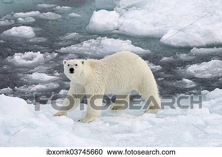 "Polar Bear (Ursus maritimus) standing on pack ice, Spitsbergen Island, Svalbard Archipelago, Svalbard and Jan Mayen, Norway, Europe" View Large Photo Image Stock Image - "Polar Bear (Ursus maritimus) standing on pack ice, Spitsbergen Island, Svalbard Archipelago, Svalbard and Jan Mayen, Norway, Europe". Fotosearch