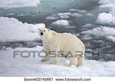"Polar Bear (Ursus maritimus) standing on pack ice, Spitsbergen Island, Svalbard Archipelago, Svalbard and Jan Mayen, Norway, Europe" View Large Photo Image Stock Image - "Polar Bear (Ursus maritimus) standing on pack ice, Spitsbergen Island, Svalbard Archipelago, Svalbard and Jan Mayen, Norway, Europe". Fotosearch