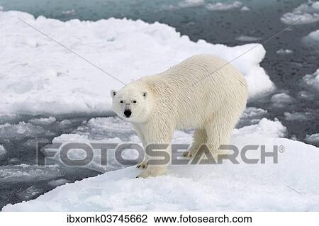 "Polar Bear (Ursus maritimus) standing on pack ice, Spitsbergen Island, Svalbard Archipelago, Svalbard and Jan Mayen, Norway, Europe" View Large Photo Image Stock Image - "Polar Bear (Ursus maritimus) standing on pack ice, Spitsbergen Island, Svalbard Archipelago, Svalbard and Jan Mayen, Norway, Europe". Fotosearch