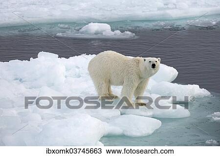 "Polar Bear (Ursus maritimus) standing on pack ice, Spitsbergen Island, Svalbard Archipelago, Svalbard and Jan Mayen, Norway, Europe" View Large Photo Image Stock Image - "Polar Bear (Ursus maritimus) standing on pack ice, Spitsbergen Island, Svalbard Archipelago, Svalbard and Jan Mayen, Norway, Europe". Fotosearch