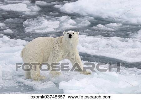 "Polar Bear (Ursus maritimus) standing on pack ice, Spitsbergen Island, Svalbard Archipelago, Svalbard and Jan Mayen, Norway, Europe" View Large Photo Image Stock Photo - "Polar Bear (Ursus maritimus) standing on pack ice, Spitsbergen Island, Svalbard Archipelago, Svalbard and Jan Mayen, Norway, Europe". Fotosearch