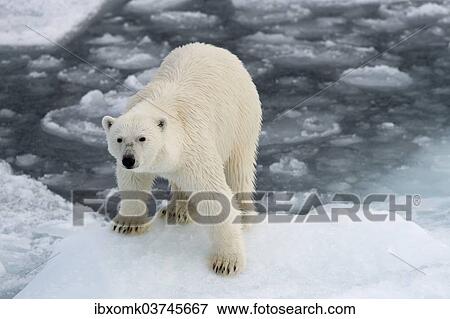 "Polar Bear (Ursus maritimus) standing on pack ice, Spitsbergen Island, Svalbard Archipelago, Svalbard and Jan Mayen, Norway, Europe" View Large Photo Image Stock Photo - "Polar Bear (Ursus maritimus) standing on pack ice, Spitsbergen Island, Svalbard Archipelago, Svalbard and Jan Mayen, Norway, Europe". Fotosearch