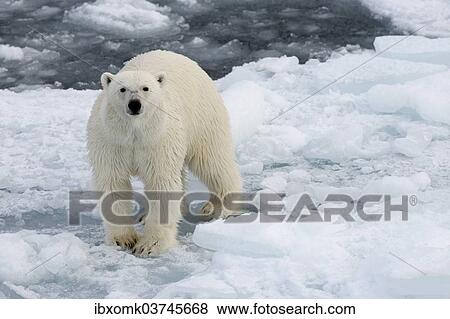 "Polar Bear (Ursus maritimus) standing on pack ice, Spitsbergen Island, Svalbard Archipelago, Svalbard and Jan Mayen, Norway, Europe" View Large Photo Image Stock Photo - "Polar Bear (Ursus maritimus) standing on pack ice, Spitsbergen Island, Svalbard Archipelago, Svalbard and Jan Mayen, Norway, Europe". Fotosearch