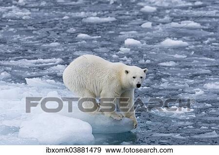 "Polar bear (Ursus maritimus) standing on the edge of an ice floe, Spitsbergen, Svalbard Islands, Svalbard and Jan Mayen, Norway, Europe" View Large Photo Image Stock Photo - "Polar bear (Ursus maritimus) standing on the edge of an ice floe, Spitsbergen, Svalbard Islands, Svalbard and Jan Mayen, Norway, Europe". Fotosearch