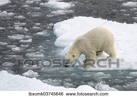 "Polar Bear (Ursus maritimus) standing on pack ice, Spitsbergen Island, Svalbard Archipelago, Svalbard and Jan Mayen, Norway, Europe" View Large Photo Image Stock Photograph - "Polar Bear (Ursus maritimus) standing on pack ice, Spitsbergen Island, Svalbard Archipelago, Svalbard and Jan Mayen, Norway, Europe". Fotosearch