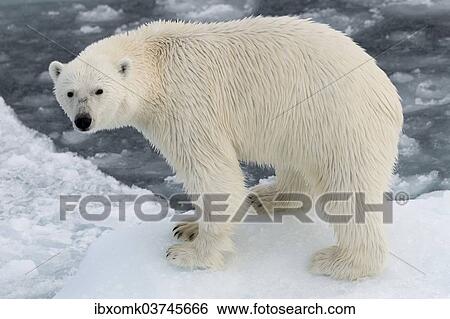 Stock Photograph - "Polar Bear (Ursus maritimus) standing on pack ice, Spitsbergen Island, Svalbard Archipelago, Svalbard and Jan Mayen, Norway, Europe". Fotosearch
