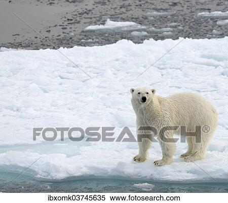 "Polar Bear (Ursus maritimus) standing on pack ice, Spitsbergen Island, Svalbard Archipelago, Svalbard and Jan Mayen, Norway, Europe" View Large Photo Image Stock Photography - "Polar Bear (Ursus maritimus) standing on pack ice, Spitsbergen Island, Svalbard Archipelago, Svalbard and Jan Mayen, Norway, Europe". Fotosearch