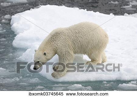 "Polar Bear (Ursus maritimus) standing on pack ice, Spitsbergen Island, Svalbard Archipelago, Svalbard and Jan Mayen, Norway, Europe" View Large Photo Image Stock Photography - "Polar Bear (Ursus maritimus) standing on pack ice, Spitsbergen Island, Svalbard Archipelago, Svalbard and Jan Mayen, Norway, Europe". Fotosearch