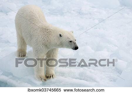 "Polar Bear (Ursus maritimus) standing on pack ice, Spitsbergen Island, Svalbard Archipelago, Svalbard and Jan Mayen, Norway, Europe" View Large Photo Image Stock Photography - "Polar Bear (Ursus maritimus) standing on pack ice, Spitsbergen Island, Svalbard Archipelago, Svalbard and Jan Mayen, Norway, Europe". Fotosearch