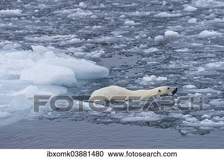 "Polar bear (Ursus maritimus) swimming in pack ice, Spitsbergen, Svalbard Islands, Svalbard and Jan Mayen, Norway, Europe" View Large Photo Image Stock Image - "Polar bear (Ursus maritimus) swimming in pack ice, Spitsbergen, Svalbard Islands, Svalbard and Jan Mayen, Norway, Europe". Fotosearch