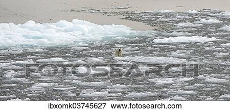 Stock Photo - "Polar Bear (Ursus maritimus) swimming amidst pack ice, Spitsbergen Island, Svalbard Archipelago, Svalbard and Jan Mayen, Norway, Europe". Fotosearch