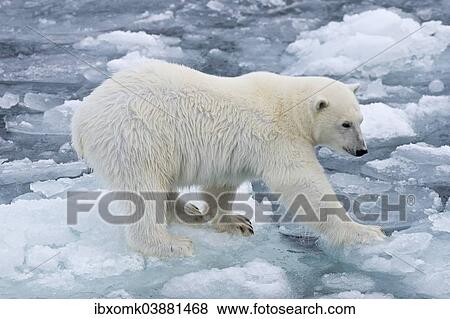 "Polar bear (Ursus maritimus) testing the pack-ice, Spitsbergen, Svalbard Islands, Svalbard and Jan Mayen, Norway, Europe" View Large Photo Image Stock Photo - "Polar bear (Ursus maritimus) testing the pack-ice, Spitsbergen, Svalbard Islands, Svalbard and Jan Mayen, Norway, Europe". Fotosearch