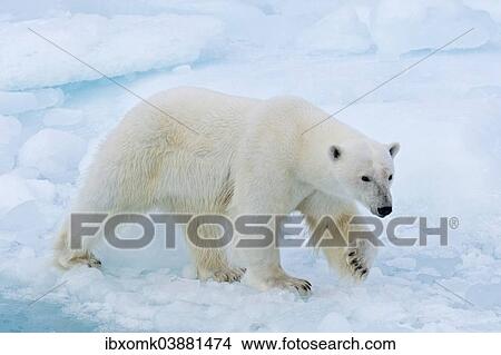 "Polar bear (Ursus maritimus) walking on pack-ice, Spitsbergen, Svalbard Islands, Svalbard and Jan Mayen, Norway, Europe" View Large Photo Image Picture - "Polar bear (Ursus maritimus) walking on pack-ice, Spitsbergen, Svalbard Islands, Svalbard and Jan Mayen, Norway, Europe". Fotosearch