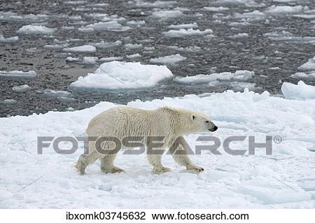 "Polar Bear (Ursus maritimus) walking on pack ice, Spitsbergen Island, Svalbard Archipelago, Svalbard and Jan Mayen, Norway, Europe" View Large Photo Image Stock Image - "Polar Bear (Ursus maritimus) walking on pack ice, Spitsbergen Island, Svalbard Archipelago, Svalbard and Jan Mayen, Norway, Europe". Fotosearch