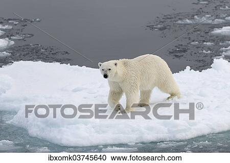 "Polar Bear (Ursus maritimus) walking on pack ice, Spitsbergen Island, Svalbard Archipelago, Svalbard and Jan Mayen, Norway, Europe" View Large Photo Image Stock Image - "Polar Bear (Ursus maritimus) walking on pack ice, Spitsbergen Island, Svalbard Archipelago, Svalbard and Jan Mayen, Norway, Europe". Fotosearch