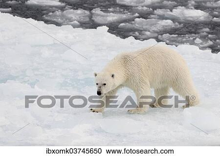 "Polar Bear (Ursus maritimus) walking on pack ice, Spitsbergen Island, Svalbard Archipelago, Svalbard and Jan Mayen, Norway, Europe" View Large Photo Image Stock Image - "Polar Bear (Ursus maritimus) walking on pack ice, Spitsbergen Island, Svalbard Archipelago, Svalbard and Jan Mayen, Norway, Europe". Fotosearch