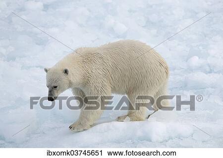 "Polar Bear (Ursus maritimus) walking on pack ice, Spitsbergen Island, Svalbard Archipelago, Svalbard and Jan Mayen, Norway, Europe" View Large Photo Image Stock Image - "Polar Bear (Ursus maritimus) walking on pack ice, Spitsbergen Island, Svalbard Archipelago, Svalbard and Jan Mayen, Norway, Europe". Fotosearch