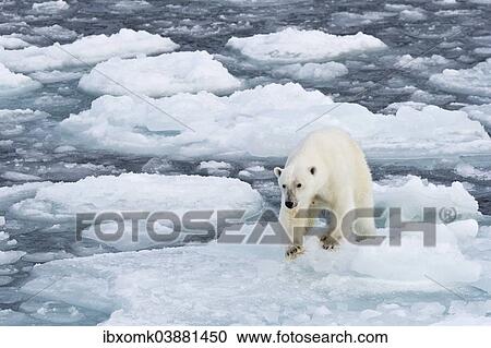 "Polar bear (Ursus maritimus) walking on pack-ice, Spitsbergen, Svalbard Islands, Svalbard and Jan Mayen, Norway, Europe" View Large Photo Image Stock Image - "Polar bear (Ursus maritimus) walking on pack-ice, Spitsbergen, Svalbard Islands, Svalbard and Jan Mayen, Norway, Europe". Fotosearch