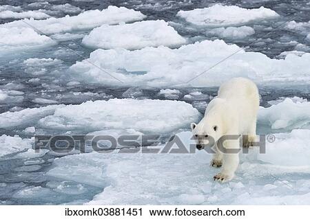 "Polar bear (Ursus maritimus) walking on pack-ice, Spitsbergen, Svalbard Islands, Svalbard and Jan Mayen, Norway, Europe" View Large Photo Image Stock Image - "Polar bear (Ursus maritimus) walking on pack-ice, Spitsbergen, Svalbard Islands, Svalbard and Jan Mayen, Norway, Europe". Fotosearch