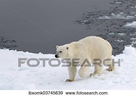 "Polar Bear (Ursus maritimus) walking on pack ice, Spitsbergen Island, Svalbard Archipelago, Svalbard and Jan Mayen, Norway, Europe" View Large Photo Image Stock Photo - "Polar Bear (Ursus maritimus) walking on pack ice, Spitsbergen Island, Svalbard Archipelago, Svalbard and Jan Mayen, Norway, Europe". Fotosearch