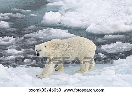 "Polar Bear (Ursus maritimus) walking on pack ice, Spitsbergen Island, Svalbard Archipelago, Svalbard and Jan Mayen, Norway, Europe" View Large Photo Image Stock Photo - "Polar Bear (Ursus maritimus) walking on pack ice, Spitsbergen Island, Svalbard Archipelago, Svalbard and Jan Mayen, Norway, Europe". Fotosearch