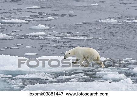 "Polar bear (Ursus maritimus) walking on pack-ice, Spitsbergen, Svalbard Islands, Svalbard and Jan Mayen, Norway, Europe" View Large Photo Image Stock Photo - "Polar bear (Ursus maritimus) walking on pack-ice, Spitsbergen, Svalbard Islands, Svalbard and Jan Mayen, Norway, Europe". Fotosearch