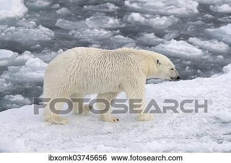 "Polar Bear (Ursus maritimus) walking on pack ice, Spitsbergen Island, Svalbard Archipelago, Svalbard and Jan Mayen, Norway, Europe" View Large Photo Image Stock Photograph - "Polar Bear (Ursus maritimus) walking on pack ice, Spitsbergen Island, Svalbard Archipelago, Svalbard and Jan Mayen, Norway, Europe". Fotosearch
