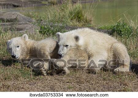 "Polar Bears (Ursus maritimus), cubs, in Skandinavisk Dyrepark or Scandinavian Wildlife Park, Jutland, Denmark, Europe" View Large Photo Image Picture - "Polar Bears (Ursus maritimus), cubs, in Skandinavisk Dyrepark or Scandinavian Wildlife Park, Jutland, Denmark, Europe". Fotosearch