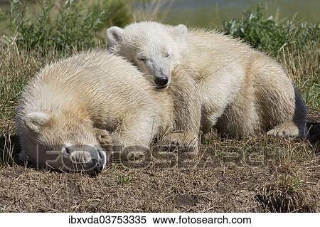 Stock Photography - "Polar Bears (Ursus maritimus), cubs, in Skandinavisk Dyrepark or Scandinavian Wildlife Park, Jutland, Denmark, Europe". Fotosearch