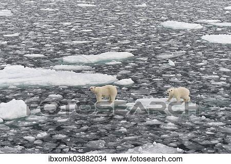 "Polar Bears (Ursus maritimus), female and young, on pack ice, Spitsbergen, Svalbard archipelago, Svalbard and Jan Mayen, Norway, Europe" View Large Photo Image Picture - "Polar Bears (Ursus maritimus), female and young, on pack ice, Spitsbergen, Svalbard archipelago, Svalbard and Jan Mayen, Norway, Europe". Fotosearch