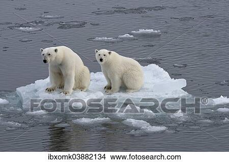 "Polar Bears (Ursus maritimus), female and juvenile on an ice floe in the pack ice, Spitsbergen Island, Svalbard Archipeligo, Svalbard and Jan Mayen, Norway, Europe" View Large Photo Image Picture - "Polar Bears (Ursus maritimus), female and juvenile on an ice floe in the pack ice, Spitsbergen Island, Svalbard Archipeligo, Svalbard and Jan Mayen, Norway, Europe". Fotosearch