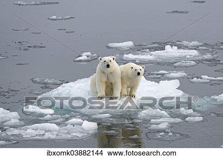 "Polar Bears (Ursus maritimus), female and juvenile on an ice floe in the pack ice, Spitsbergen Island, Svalbard Archipeligo, Svalbard and Jan Mayen, Norway, Europe" View Large Photo Image Picture - "Polar Bears (Ursus maritimus), female and juvenile on an ice floe in the pack ice, Spitsbergen Island, Svalbard Archipeligo, Svalbard and Jan Mayen, Norway, Europe". Fotosearch