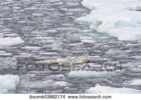 "Polar Bears (Ursus maritimus), female and juvenile swimming through the pack ice, Spitsbergen Island, Svalbard Archipeligo, Svalbard and Jan Mayen, Norway, Europe" View Large Photo Image Picture - "Polar Bears (Ursus maritimus), female and juvenile swimming through the pack ice, Spitsbergen Island, Svalbard Archipeligo, Svalbard and Jan Mayen, Norway, Europe". Fotosearch