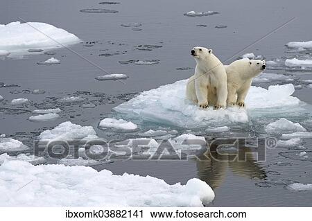 "Polar Bears (Ursus maritimus), female and juvenile on an ice floe in the pack ice, Spitsbergen Island, Svalbard Archipeligo, Svalbard and Jan Mayen, Norway, Europe" View Large Photo Image Stock Image - "Polar Bears (Ursus maritimus), female and juvenile on an ice floe in the pack ice, Spitsbergen Island, Svalbard Archipeligo, Svalbard and Jan Mayen, Norway, Europe". Fotosearch