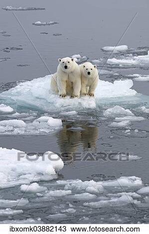 "Polar Bears (Ursus maritimus), female and juvenile on an ice floe in the pack ice, Spitsbergen Island, Svalbard Archipeligo, Svalbard and Jan Mayen, Norway, Europe" View Large Photo Image Stock Image - "Polar Bears (Ursus maritimus), female and juvenile on an ice floe in the pack ice, Spitsbergen Island, Svalbard Archipeligo, Svalbard and Jan Mayen, Norway, Europe". Fotosearch