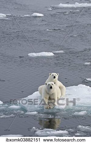"Polar Bears (Ursus maritimus), female and juvenile on an ice floe in the pack ice, Spitsbergen Island, Svalbard Archipeligo, Svalbard and Jan Mayen, Norway, Europe" View Large Photo Image Stock Image - "Polar Bears (Ursus maritimus), female and juvenile on an ice floe in the pack ice, Spitsbergen Island, Svalbard Archipeligo, Svalbard and Jan Mayen, Norway, Europe". Fotosearch