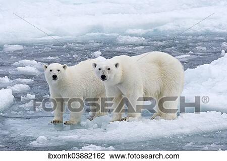 Stock Image - "Polar Bears (Ursus maritimus), female and juvenile on an ice floe in the pack ice, Spitsbergen Island, Svalbard Archipeligo, Svalbard and Jan Mayen, Norway, Europe". Fotosearch