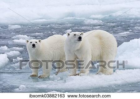 "Polar Bears (Ursus maritimus), female and juvenile on an ice floe in the pack ice, Spitsbergen Island, Svalbard Archipeligo, Svalbard and Jan Mayen, Norway, Europe" View Large Photo Image Stock Image - "Polar Bears (Ursus maritimus), female and juvenile on an ice floe in the pack ice, Spitsbergen Island, Svalbard Archipeligo, Svalbard and Jan Mayen, Norway, Europe". Fotosearch