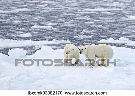 Stock Image - "Polar Bears (Ursus maritimus), female and juvenile on an ice floe in the pack ice, Spitsbergen Island, Svalbard Archipeligo, Svalbard and Jan Mayen, Norway, Europe". Fotosearch