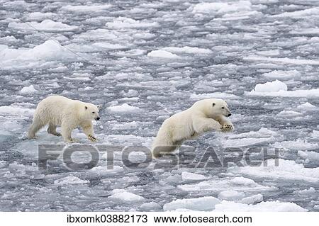 "Polar Bears (Ursus maritimus), female and juvenile moving through the pack ice, Spitsbergen Island, Svalbard Archipeligo, Svalbard and Jan Mayen, Norway, Europe" View Large Photo Image Stock Image - "Polar Bears (Ursus maritimus), female and juvenile moving through the pack ice, Spitsbergen Island, Svalbard Archipeligo, Svalbard and Jan Mayen, Norway, Europe". Fotosearch