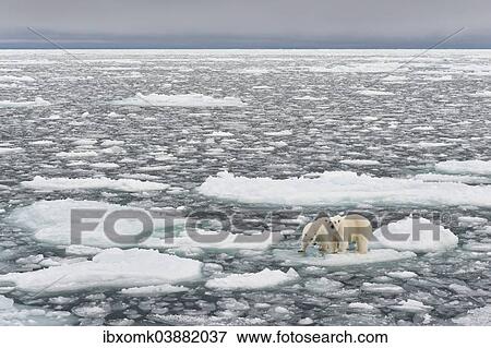 "Polar Bears (Ursus maritimus), female and young, on pack ice, Spitsbergen, Svalbard archipelago, Svalbard and Jan Mayen, Norway, Europe" View Large Photo Image Stock Photo - "Polar Bears (Ursus maritimus), female and young, on pack ice, Spitsbergen, Svalbard archipelago, Svalbard and Jan Mayen, Norway, Europe". Fotosearch