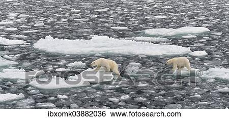 "Polar Bears (Ursus maritimus), female and young, on pack ice, Spitsbergen, Svalbard archipelago, Svalbard and Jan Mayen, Norway, Europe" View Large Photo Image Stock Photograph - "Polar Bears (Ursus maritimus), female and young, on pack ice, Spitsbergen, Svalbard archipelago, Svalbard and Jan Mayen, Norway, Europe". Fotosearch