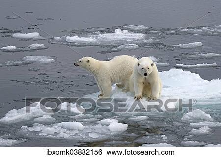 "Polar Bears (Ursus maritimus), female and juvenile on an ice floe in the pack ice, Spitsbergen Island, Svalbard Archipeligo, Svalbard and Jan Mayen, Norway, Europe" View Large Photo Image Stock Photograph - "Polar Bears (Ursus maritimus), female and juvenile on an ice floe in the pack ice, Spitsbergen Island, Svalbard Archipeligo, Svalbard and Jan Mayen, Norway, Europe". Fotosearch