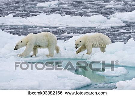 "Polar Bears (Ursus maritimus), female and juvenile on an ice floe in the pack ice, Spitsbergen Island, Svalbard Archipeligo, Svalbard and Jan Mayen, Norway, Europe" View Large Photo Image Stock Photograph - "Polar Bears (Ursus maritimus), female and juvenile on an ice floe in the pack ice, Spitsbergen Island, Svalbard Archipeligo, Svalbard and Jan Mayen, Norway, Europe". Fotosearch