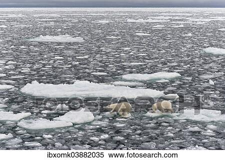 "Polar Bears (Ursus maritimus), female and young, on pack ice, Spitsbergen, Svalbard archipelago, Svalbard and Jan Mayen, Norway, Europe" View Large Photo Image Stock Photography - "Polar Bears (Ursus maritimus), female and young, on pack ice, Spitsbergen, Svalbard archipelago, Svalbard and Jan Mayen, Norway, Europe". Fotosearch