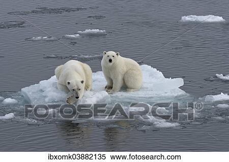 Stock Photography - "Polar Bears (Ursus maritimus), female and juvenile on an ice floe in the pack ice, Spitsbergen Island, Svalbard Archipeligo, Svalbard and Jan Mayen, Norway, Europe". Fotosearch