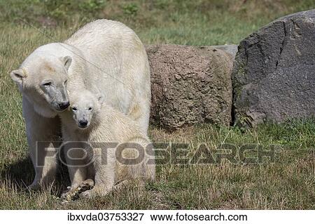"Polar Bears (Ursus maritimus), mother with a cub, in Skandinavisk Dyrepark or Scandinavian Wildlife Park, Jutland, Denmark, Europe" View Large Photo Image Stock Photo - "Polar Bears (Ursus maritimus), mother with a cub, in Skandinavisk Dyrepark or Scandinavian Wildlife Park, Jutland, Denmark, Europe". Fotosearch
